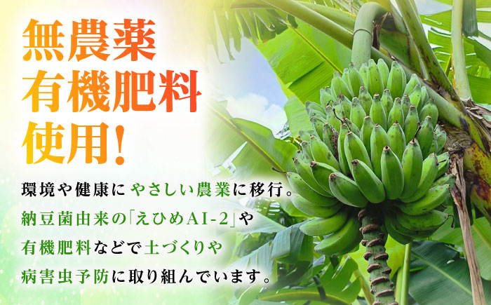 【2026年発送】ムッチリ食感！沖縄県産アップルバナナ 1kg バナナ フルーツ 果物 banana 沖縄市 / タカエス フルーツ＆ベジタブル [BCBH003]