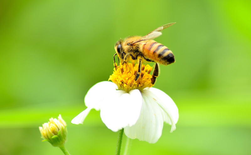 コハマのハチミツ 2.4kg 1本（プロポリス入） 国産 はちみつ ハチミツ 蜂蜜 hatimitu ハニー HONEY 蜜 プロポリス 瓶詰 大容量 グルメ 健康 朝食 プレゼント ギフト 贈答 内祝い 沖縄県産 沖縄