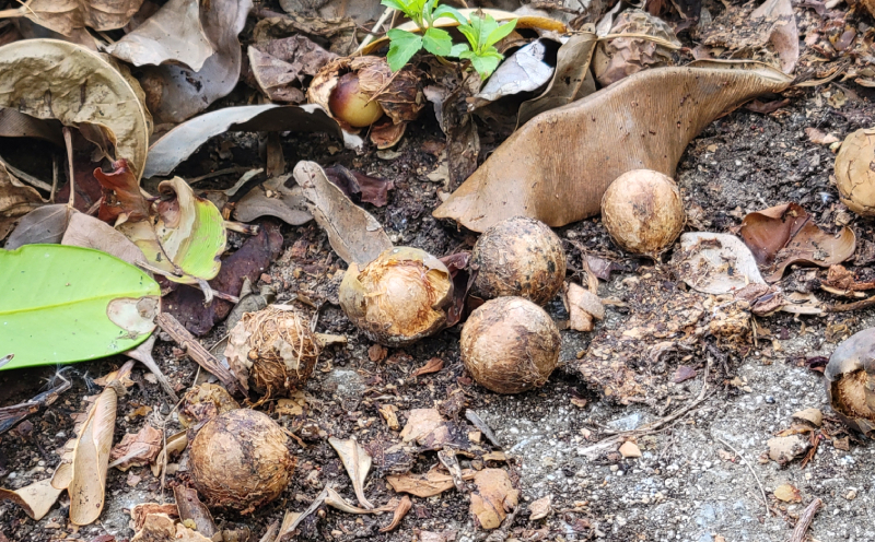 Natural Essence TAMANU スターターセット タマヌ TAMAMU 天然成分 スキンケア 角質ケア 顔 美肌 保湿 化粧 日焼け 美容オイル 乳液 化粧水 美容 コスメ エッセンス 無添加 国産 沖縄県産 沖縄市