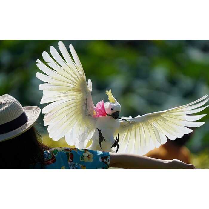 東南植物楽園 入園券 ＆ ランチ券 (大人2名) 入場券 チケット 植物園 テーマパーク 観光 沖縄市 / 株式会社東南植物楽園 [BCBY005]