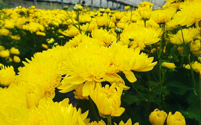 琉球薬膳華茶『菊花茶』10g×2袋入り (ノンカフェイン) 菊花茶 お茶 ハーブ茶 国産 沖縄市 / HEARTY PARTY OKINAWA [BCCA003]