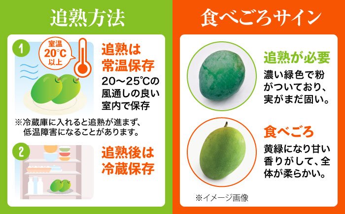 【2026年発送・数量限定】 【訳あり】 沖縄県産キーツマンゴー 約2kg (2〜5玉) マンゴー 沖縄 果物 フルーツ ギフト 沖縄市 / ちゃんぷる〜市場 [BCAA005]