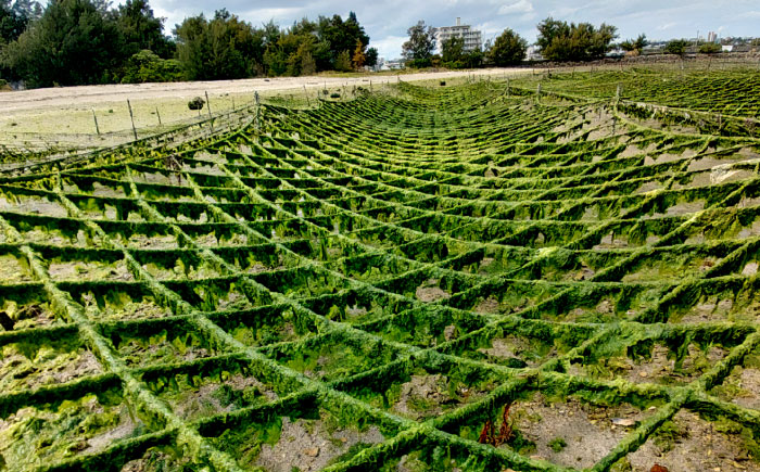 沖縄県産 乾燥あおさ (15g×20袋入り) あおさ アーサ 海藻 国産 小分け  沖縄市 / 合同会社沖縄直販 [BCDM002] 