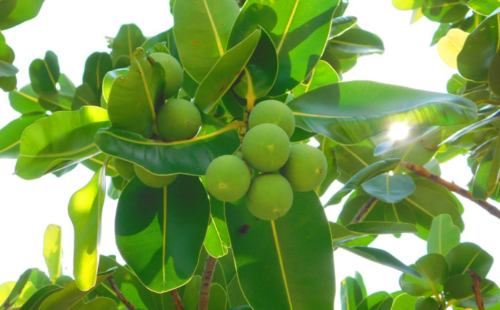 Natural Essence TAMANU 沖縄もずく化粧水 50ml エイジングケア スキンケア 保湿 化粧品 美容液 沖縄市 / 株式会社すまエコ [BCBJ006]