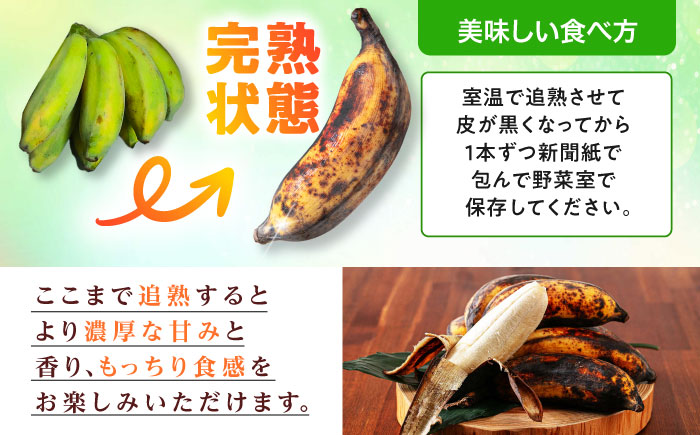 【2026年発送】ムッチリ食感！沖縄県産アップルバナナ 2kg バナナ フルーツ 果物 banana 沖縄市 / タカエス フルーツ＆ベジタブル [BCBH001]