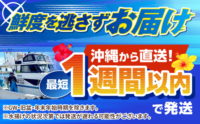 冷凍セーイカ (そでいか) 1.2kg (300g ×4パック) 沖縄市 / 沖縄市漁業協同組合 パヤオ直売店 [BCDZ009]
