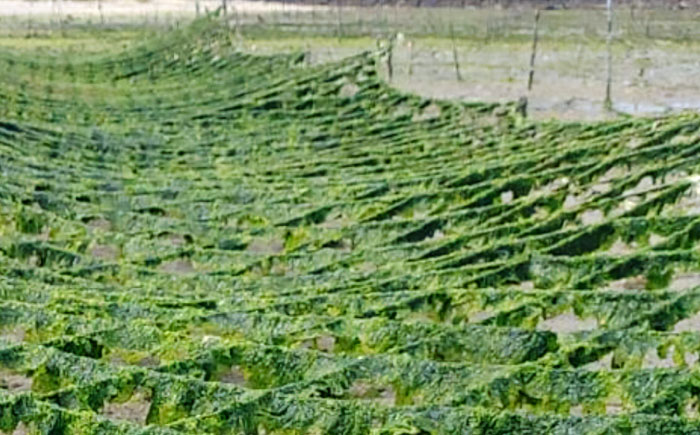 沖縄県産 乾燥あおさ (15g×20袋入り) あおさ アーサ 海藻 国産 小分け  沖縄市 / 合同会社沖縄直販 [BCDM002] 