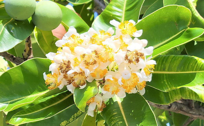 Natural Essence TAMANU 沖縄県産タマヌオイル 100% Pure Oil 30ml (約90日分) 美容オイル 美容液 スキンケア 保湿 化粧品 沖縄市 / 株式会社すまエコ [BCBJ002]