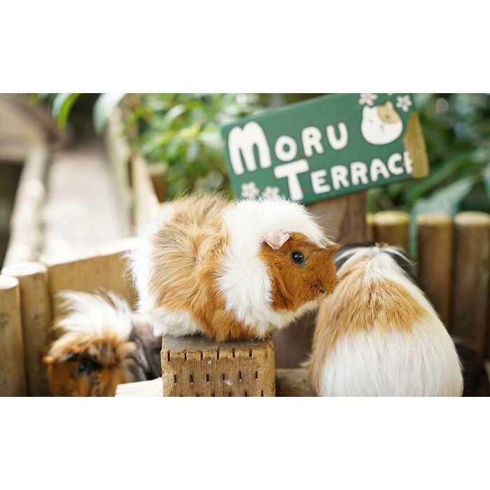 東南植物楽園 入園券 ＆ ランチ券 (大人2名) 入場券 チケット 植物園 テーマパーク 観光 沖縄市 / 株式会社東南植物楽園 [BCBY005]