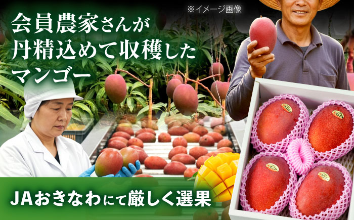 【2026年発送】 訳あり 完熟マンゴー 約3kg (約1.5kg (3〜6玉) ×2箱) マンゴー 沖縄 果物 フルーツ ギフト 沖縄市 / ちゃんぷる〜市場 [BCAA003]