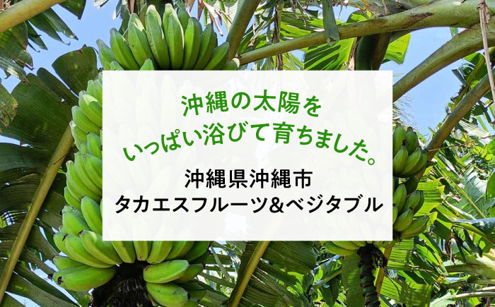 【2026年発送】ムッチリ食感！沖縄県産アップルバナナ 2kg バナナ フルーツ 果物 banana 沖縄市 / タカエス フルーツ＆ベジタブル [BCBH001]
