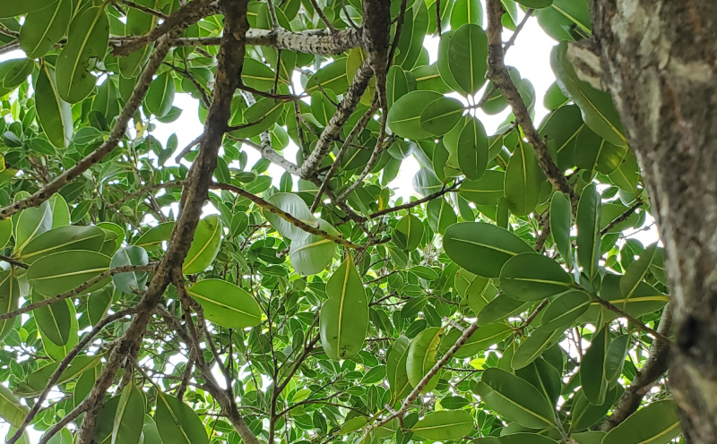 クリームクレイパック（タマヌオイル・沖縄県産クチャ・月桃） 40g タマヌ TAMANU 天然成分 スキンケア 化粧品 クチャ 美容パック 顔 美肌 保湿 化粧 毛穴 ケア 美容 コスメ エッセンス 無添加 国産 沖縄県産 沖縄市