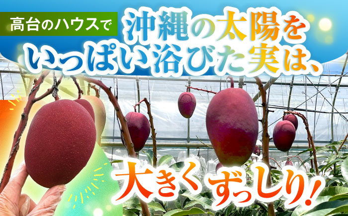 【優秀賞受賞】沖縄県産 完熟マンゴー 贈答用 2kg (3〜5玉) マンゴー 沖縄 果物 フルーツ ギフト 沖縄市 / MAIFARM [BCAN002]