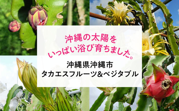 【2026年発送 先行受付】 【小玉】 完熟ドラゴンフルーツ 1.5kg (5玉) 果物 フルーツ スーパーフード 産地直送 無農薬 沖縄市 / タカエスフルーツ＆ベジタブル [BCBH005]