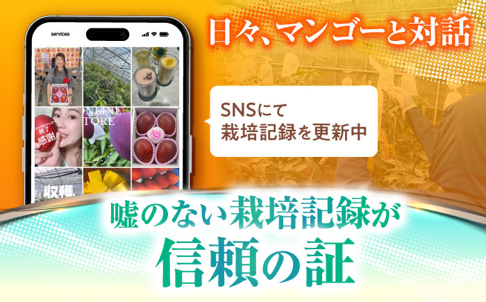 【先行予約】【優秀賞受賞】沖縄県産 完熟マンゴー 贈答用 1kg (2〜3玉) マンゴー 沖縄 果物 フルーツ ギフト 沖縄市 / MAIFARM [BCAN001]