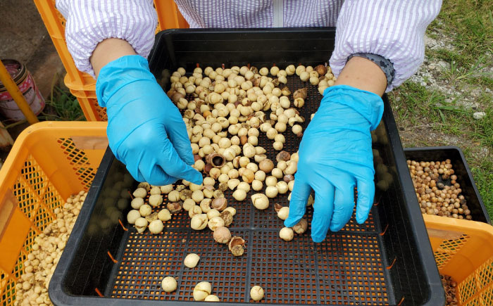 Natural Essence TAMANU 沖縄県産タマヌオイル 100% Pure Oil 10ml (約30日分) 美容オイル 美容液 スキンケア 保湿 化粧品 株式会社すまエコ / 沖縄市 [BCBJ001]