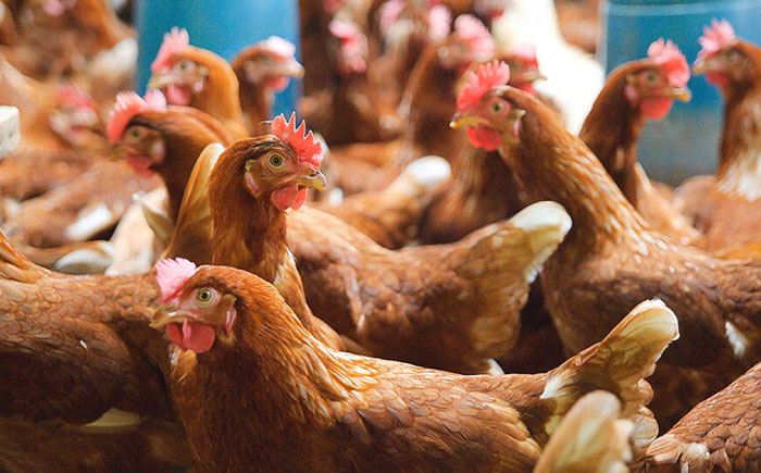 【腸活スープ】ストレート ボーンブロス (150ml×14袋) ボーンブロススープ チキンスープ 美容 ダイエット 腸活  沖縄市 / BoneBrothFactoryOkinawa [BCAK004] 