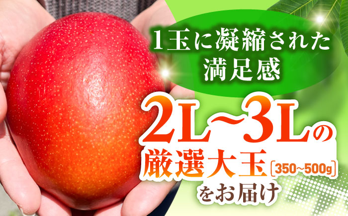 【優秀賞受賞】沖縄県産 完熟マンゴー 訳アリ 2kg (3〜5玉) マンゴー 沖縄 果物 フルーツ ギフト 沖縄市 / MAIFARM [BCAN004]