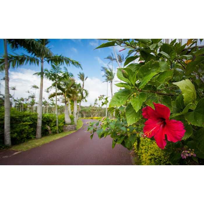 東南植物楽園 入園券 ＆ ランチ券 (大人2名) 入場券 チケット 植物園 テーマパーク 観光 沖縄市 / 株式会社東南植物楽園 [BCBY005]