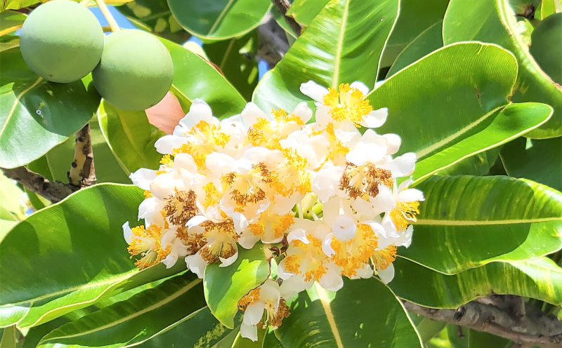 【美容オイル】沖縄県産タマヌインフューズドオイル（月桃） 10ml タマヌ TAMANU 天然成分 スキンケア 角質ケア 顔 美肌 保湿 化粧 日焼け 肌荒れ ツヤ マッサージ 美容 コスメ エッセンス 無添加 国産 沖縄県産 沖縄市