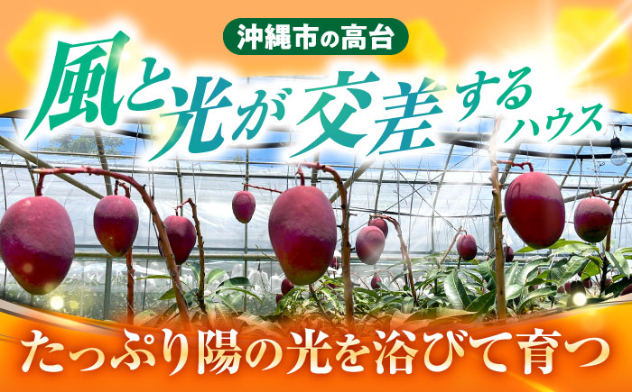 【優秀賞受賞】沖縄県産 完熟マンゴー 訳アリ 2kg (3〜5玉) マンゴー 沖縄 果物 フルーツ ギフト 沖縄市 / MAIFARM [BCAN004]