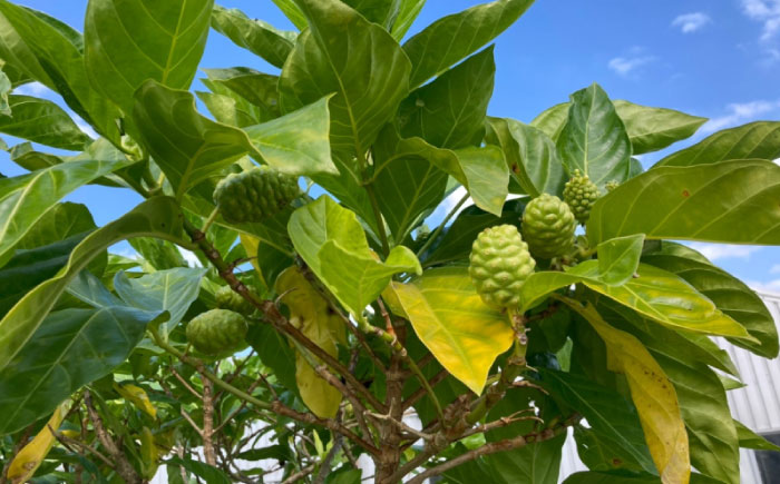 沖縄県産ノニ100％使用『神寿 SHINJU』720ml×6本 ノニジュース 沖縄 健康ドリンク 健康食品 ギフト 沖縄市/有限会社おきりゅう [BCBB004]