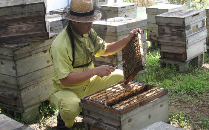 コハマのハチミツ 200g 5本セット 蜂蜜 はちみつ ハチミツ 国産 ギフト  沖縄市 / 農業生産法人株式会社小浜養蜂場 [BCAQ002] 
