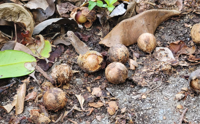 Natural Essence TAMANU 沖縄県産タマヌインフューズドオイル 月桃 10ml (約30日分) 美容オイル 美容液 スキンケア 保湿 化粧品 沖縄市 / 株式会社すまエコ [BCBJ005]