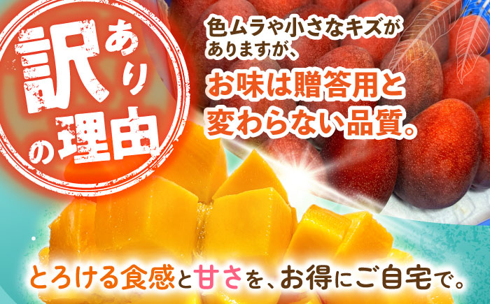 【優秀賞受賞】沖縄県産 完熟マンゴー 訳アリ 2kg (3〜5玉) マンゴー 沖縄 果物 フルーツ ギフト 沖縄市 / MAIFARM [BCAN004]