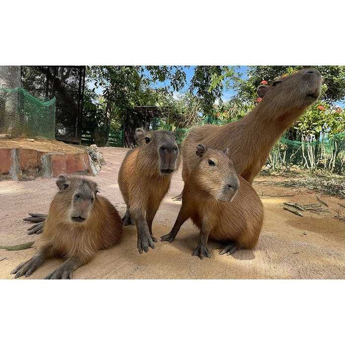 東南植物楽園 入園券 ＆ ランチ券 (大人2名) 入場券 チケット 植物園 テーマパーク 観光 沖縄市 / 株式会社東南植物楽園 [BCBY005]