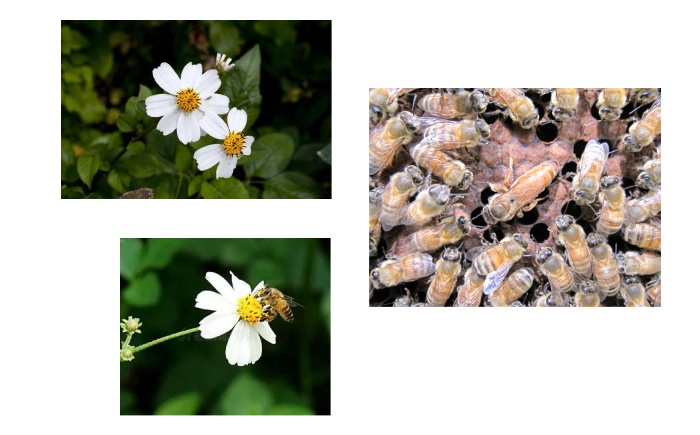 コハマのハチミツ 200g 3本セット 蜂蜜 はちみつ ハチミツ 国産 ギフト  沖縄市 / 農業生産法人株式会社小浜養蜂場 [BCAQ001] 