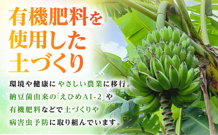 【2026年発送】ムッチリ食感！沖縄県産アップルバナナ 2kg バナナ フルーツ 果物 banana 沖縄市 / タカエス フルーツ＆ベジタブル [BCBH001]