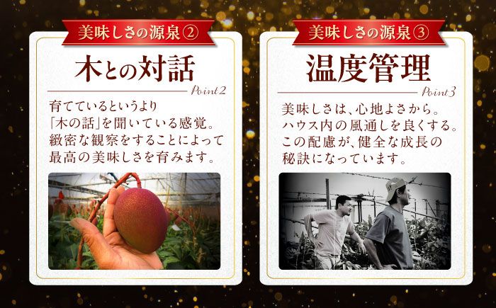 【2026年発送】【贈答用】仲村農園の完熟アップルマンゴー1kg マンゴー 沖縄 果物 フルーツ ギフト 沖縄市 / 仲村農園 [BCCU002]