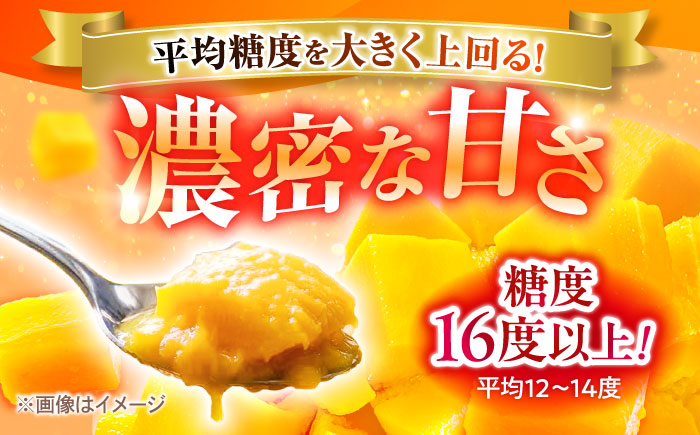 【先行予約】【最優秀賞受賞】沖縄県産 完熟マンゴー 大玉 1個入り マンゴー 沖縄 果物 フルーツ ギフト 沖縄市 / MAIFARM [BCAN005]