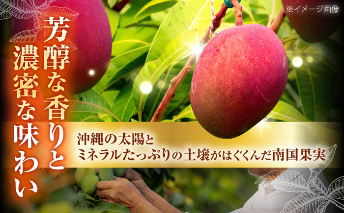 【先行予約 2026年発送 予約受付】 完熟マンゴー 約2kg (4〜6玉 / 化粧箱・秀品) マンゴー 沖縄 果物 フルーツ ギフト 沖縄市 / ちゃんぷる〜市場 [BCAA004]