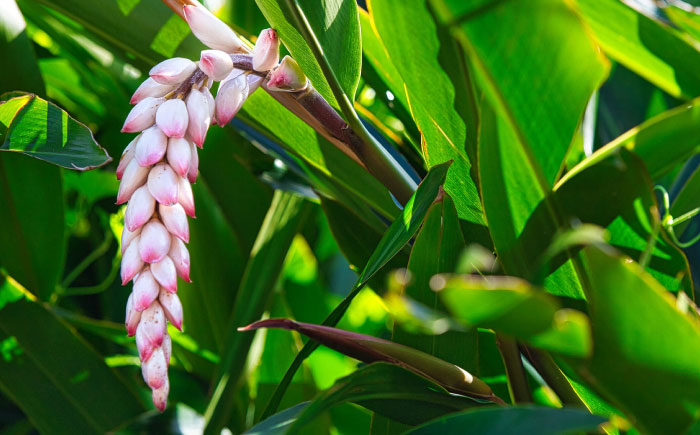 Natural Essence TAMANU 沖縄県産タマヌインフューズドオイル 月桃 10ml (約30日分) 美容オイル 美容液 スキンケア 保湿 化粧品 沖縄市 / 株式会社すまエコ [BCBJ005]