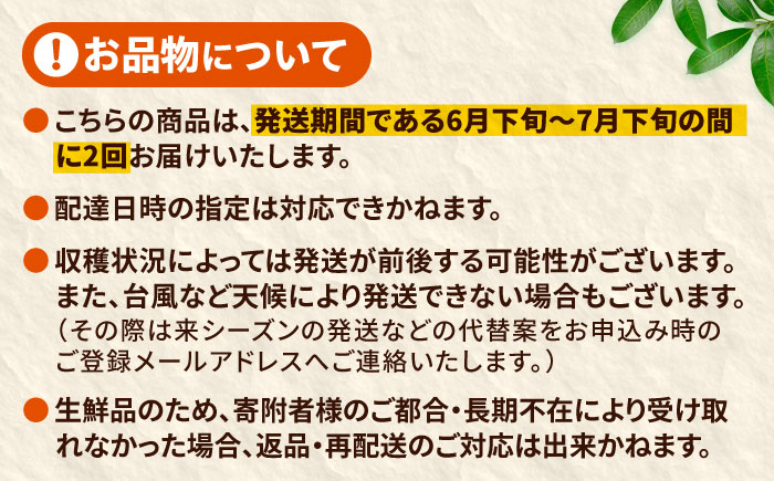 【全2回】太陽の恵み マンゴーご褒美便 (総計2kg) マンゴー 2026 沖縄 果物 フルーツ ギフト 沖縄市 / 仲村農園 [BCZZ051]