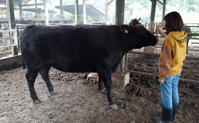 沖縄和牛　佐渡山牛切り落とし500g（厳選！おすすめ部位）【 牛肉 肉 和牛 県産和牛 佐渡山牛 こだわり 厳選 切落し 薄切り オススメ 焼肉 BBQ 肉汁 贈答用 贈り物 ギフト お土産 冷凍 沖縄 沖縄県産 】