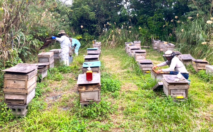 コハマのハチミツ プロポリス 生ローヤルゼリー入蜂蜜 2.4kg×1本 蜂蜜 はちみつ ハチミツ 国産 ギフト 年内発送 沖縄市 / 農業生産法人株式会社小浜養蜂場 [BCAQ008] 