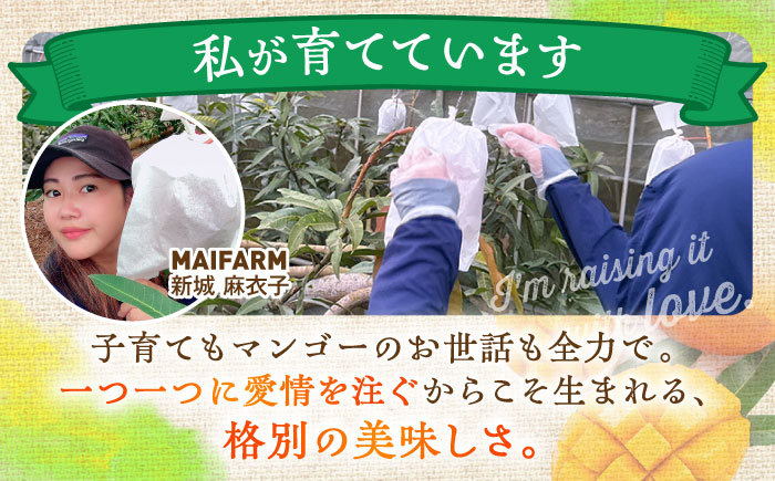 【優秀賞受賞】沖縄県産 完熟マンゴー 訳アリ 1kg (2〜3玉) マンゴー 沖縄 果物 フルーツ ギフト 沖縄市 / MAIFARM [BCAN003]