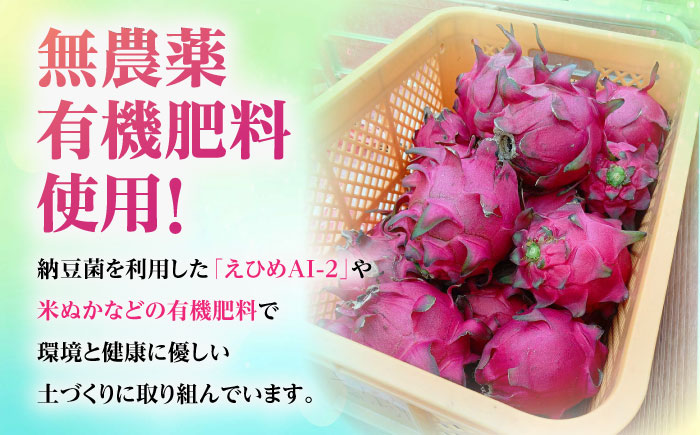 【2026年発送 先行受付】 【小玉】 完熟ドラゴンフルーツ 2kg (6玉) 果物 フルーツ スーパーフード 産地直送 無農薬 沖縄市 / タカエスフルーツ＆ベジタブル [BCBH006]