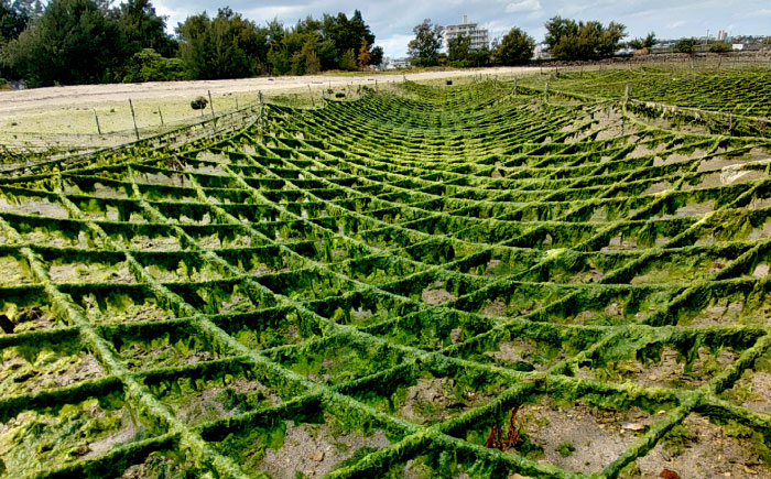 沖縄県産もずく(500g×3袋)とあおさ(25g×2袋) セット もずく あおさ アーサ 海藻 国産 小分け  沖縄市 / 合同会社沖縄直販 [BCDM003] 