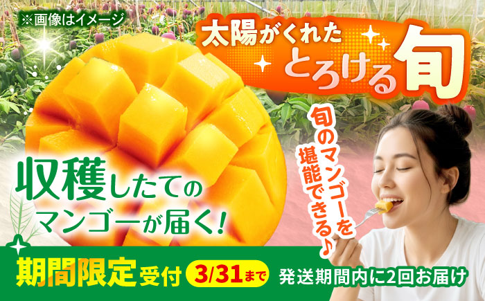 【全2回】太陽の恵み マンゴーご褒美便 (総計2kg) マンゴー 2026 沖縄 果物 フルーツ ギフト 沖縄市 / 仲村農園 [BCZZ051]