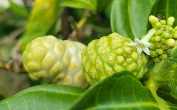 沖縄県産ノニ100％使用『神寿 SHINJU』720ml×1本 ノニジュース 沖縄 健康ドリンク 健康食品 ギフト 沖縄市/有限会社おきりゅう [BCBB001]