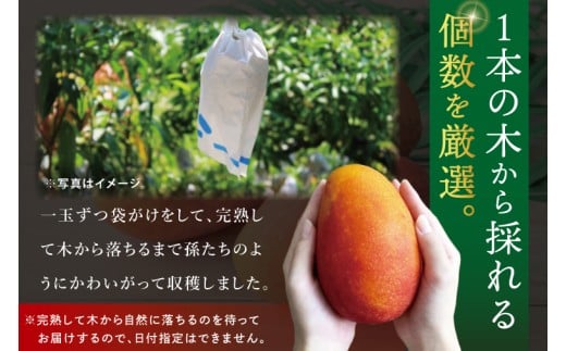 【2026年7月より順次発送】豊見城産マンゴー『殿内之宝(どぅんちのたから)・極』約1kg｜マンゴー フルーツ 果物 くだもの 先行予約 完熟マンゴー 沖縄フルーツ おきなわ 沖縄 沖縄県 豊見城市(DR001)