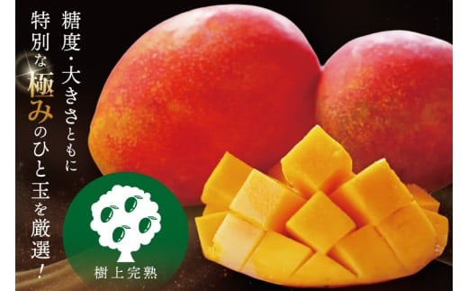 【2026年7月より順次発送】豊見城産マンゴー『殿内之宝(どぅんちのたから)・極』約1kg｜マンゴー フルーツ 果物 くだもの 先行予約 完熟マンゴー 沖縄フルーツ おきなわ 沖縄 沖縄県 豊見城市(DR001)