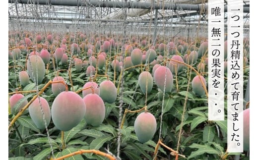 【2026年8月より順次発送】【THE Dinosaur Egg】プレミアムキーツマンゴー 1玉(約750g以上)｜マンゴー キーツマンゴー フルーツ 果物 くだもの 先行予約 贈り物 プレゼント お土産 ギフト 沖縄 おきなわ 沖縄県 豊見城市(BV013)