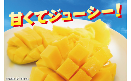 【2026年6月下旬より順次発送】★訳あり★沖縄県豊見城市産アップルマンゴー 約1.5kg｜マンゴー アップルマンゴー 訳あり わけあり フルーツ くだもの 果物 先行予約 数量限定 おきなわ 沖縄 沖縄フルーツ 豊見城市(DJ006)