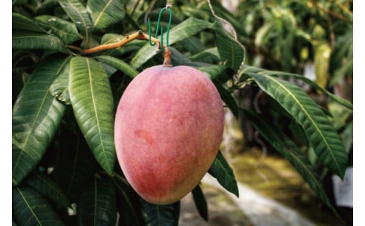 【2026年6月下旬より順次発送】★訳あり★沖縄県豊見城市産アップルマンゴー 約1.5kg｜マンゴー アップルマンゴー 訳あり わけあり フルーツ くだもの 果物 先行予約 数量限定 おきなわ 沖縄 沖縄フルーツ 豊見城市(DJ006)