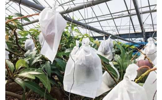 【2026年6月下旬より順次発送】★訳あり★沖縄県豊見城市産アップルマンゴー 約1.5kg｜マンゴー アップルマンゴー 訳あり わけあり フルーツ くだもの 果物 先行予約 数量限定 おきなわ 沖縄 沖縄フルーツ 豊見城市(DJ006)